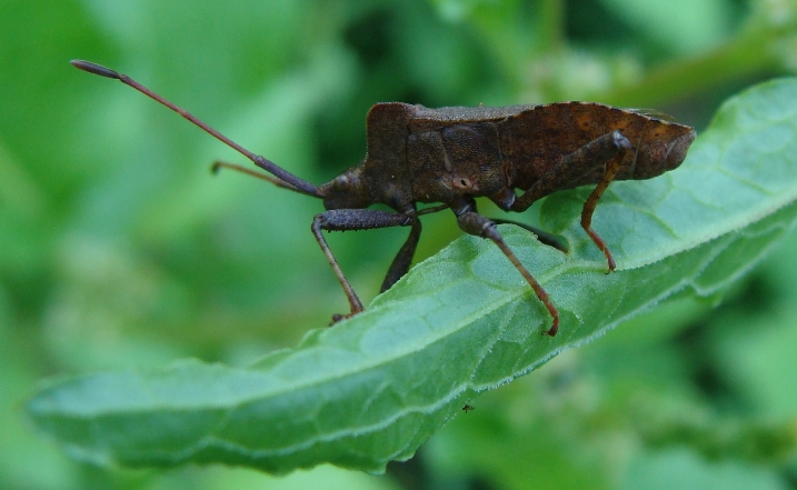 coreus marginatus